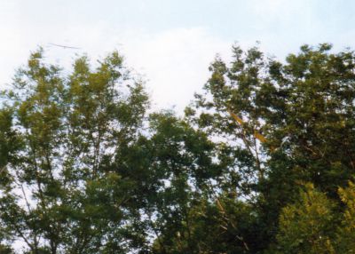 orig_07dTeckKetrelImBaum.jpg